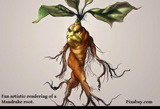 mandrake-1692332_960_720.jpg