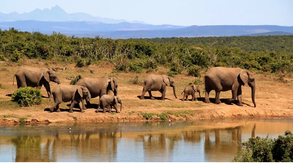 africaelephants.jpg