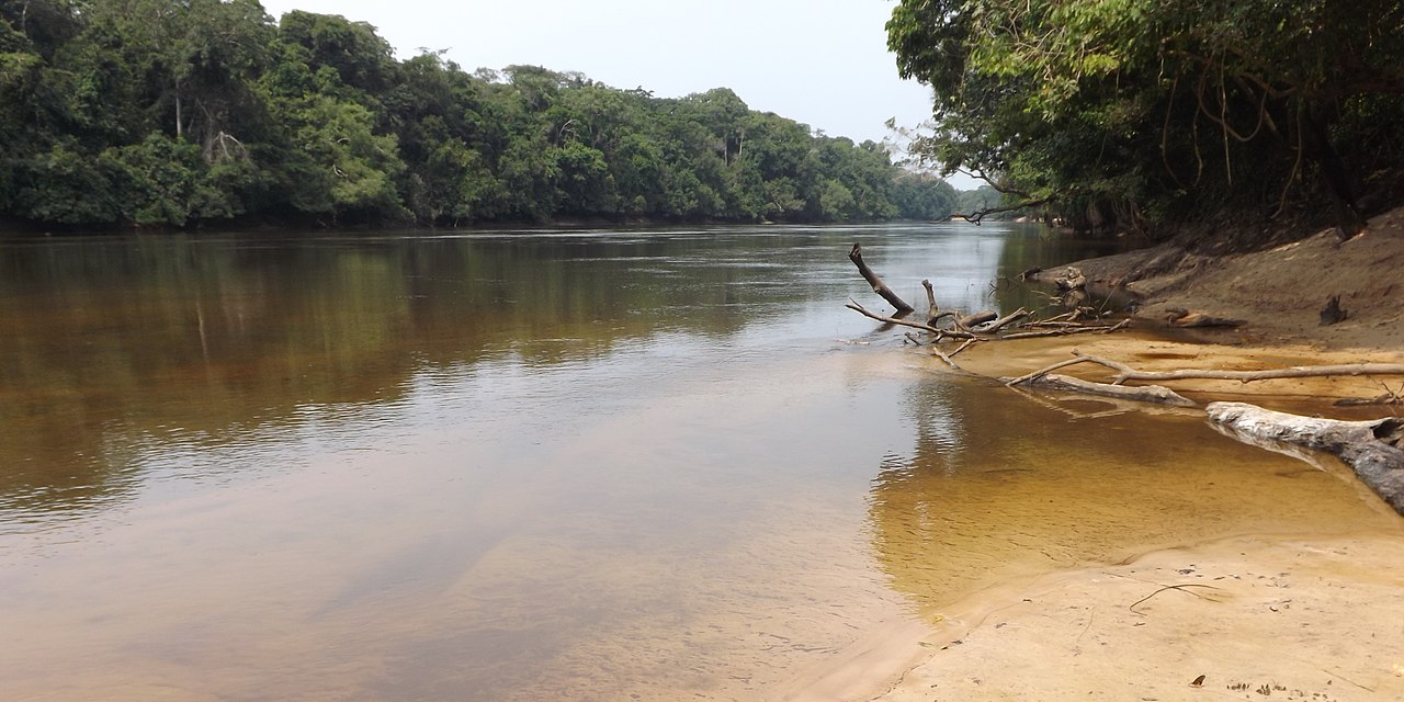 1280px-Swallowtails_on_bank_of_Lomami_River_at_Katopa_Camp,_Democratic_Republic_of_the_Congo_(cropped).jpg