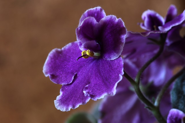 african-violets-1819021_640.jpg