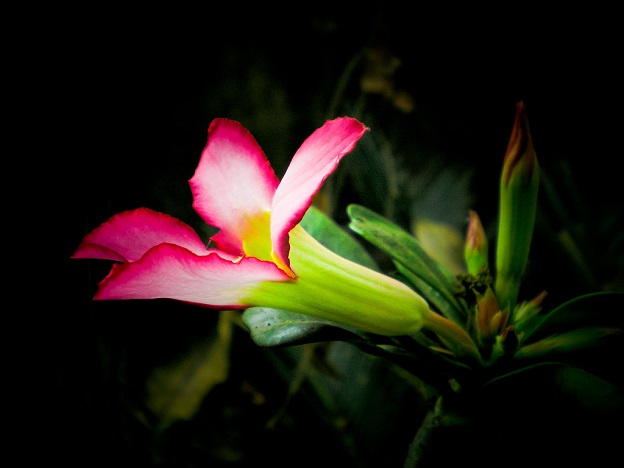 Adenium_desert rose.jpg