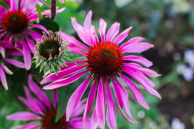 echinacea-purpurea-4406439_640.jpg