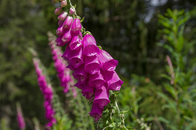flowers-5384193_640.jpg
