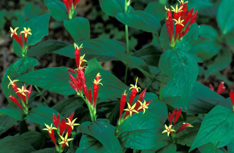 spigelia_mariliandica_tgbarnes_lg.jpg