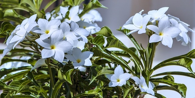 white jasmine flower-2832975_640.jpg