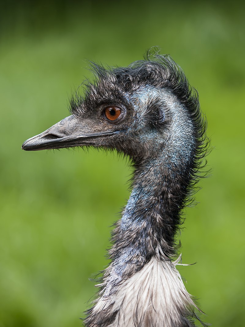 emu.jpg