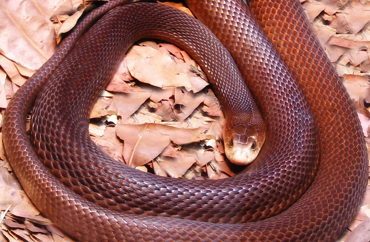 Coastal-Taipan.jpg