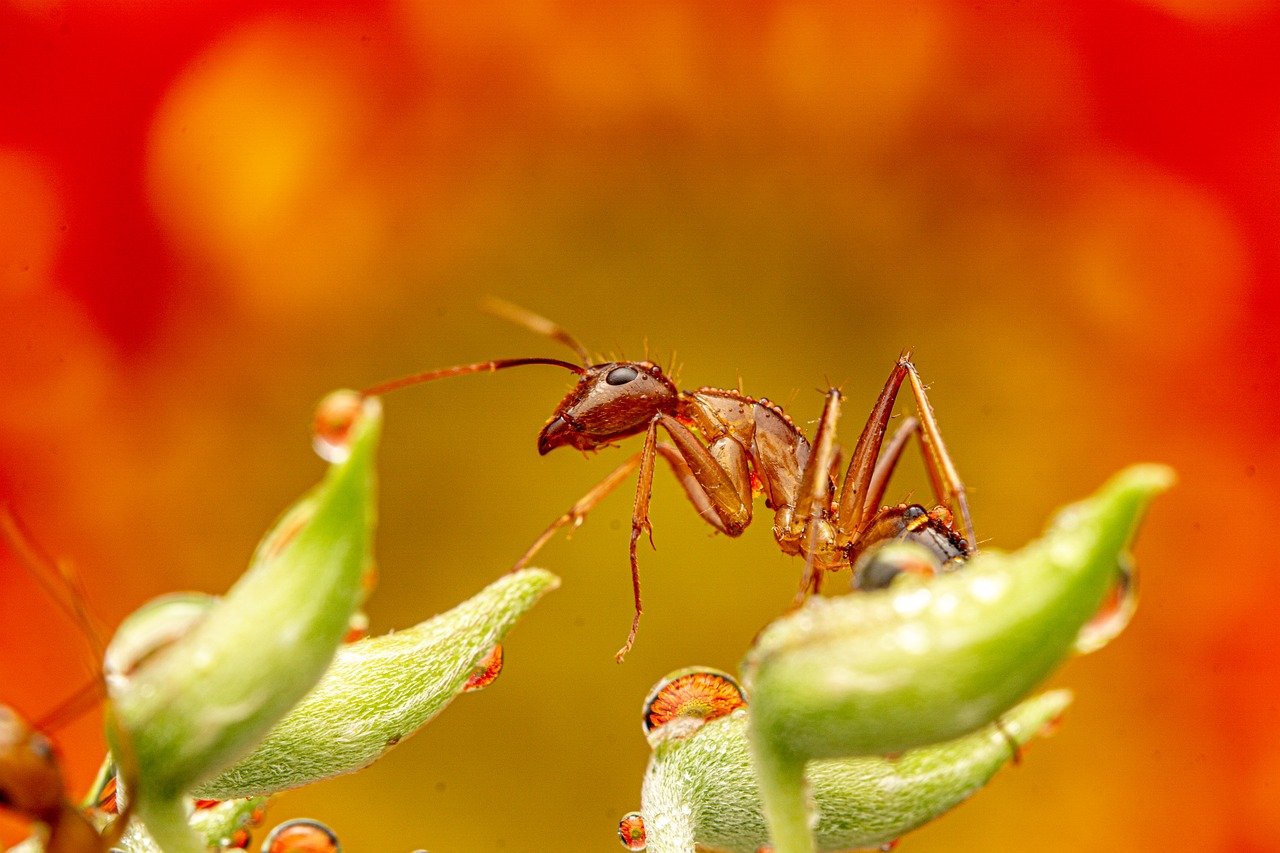 ant-9061666_1280.jpg