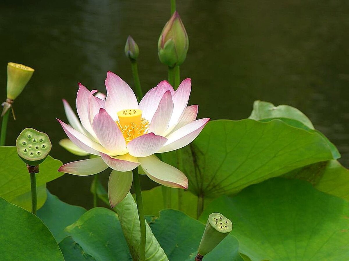 Lotus_flowers_(1).jpg