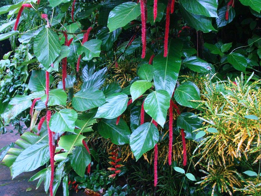 acalipha tigertail.JPG