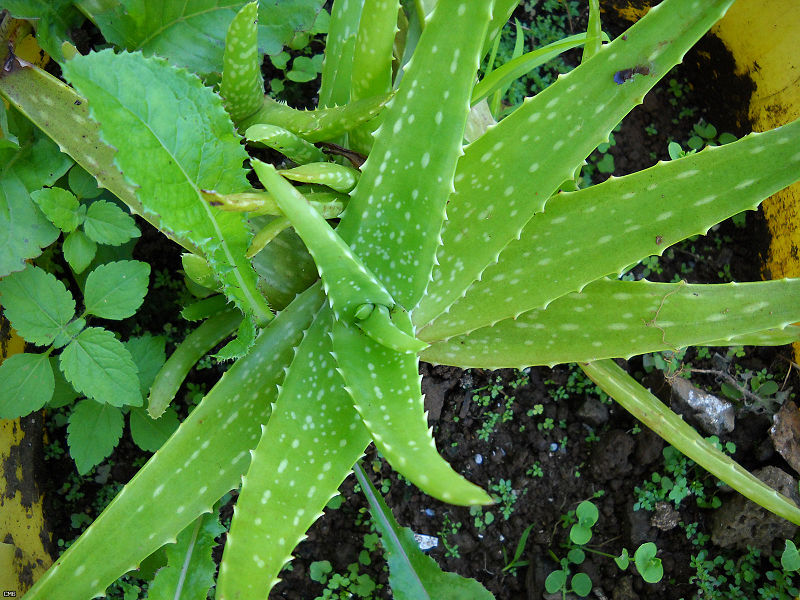 800px-Aloe_Vera_(4700054020) (1).jpg